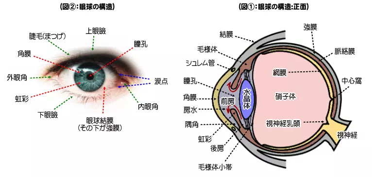 眼球の構造と役割