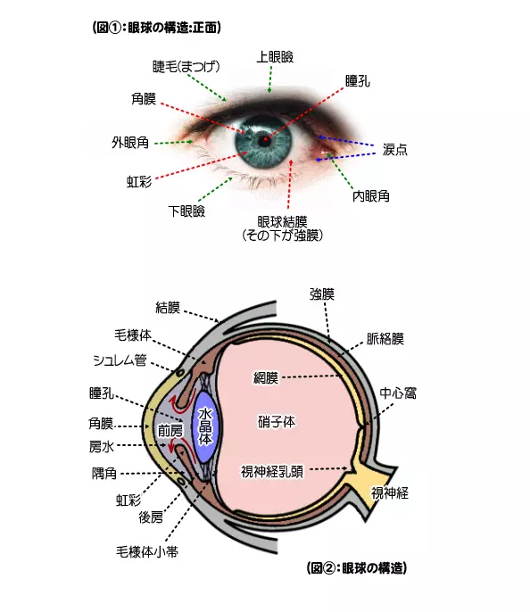 眼球の構造